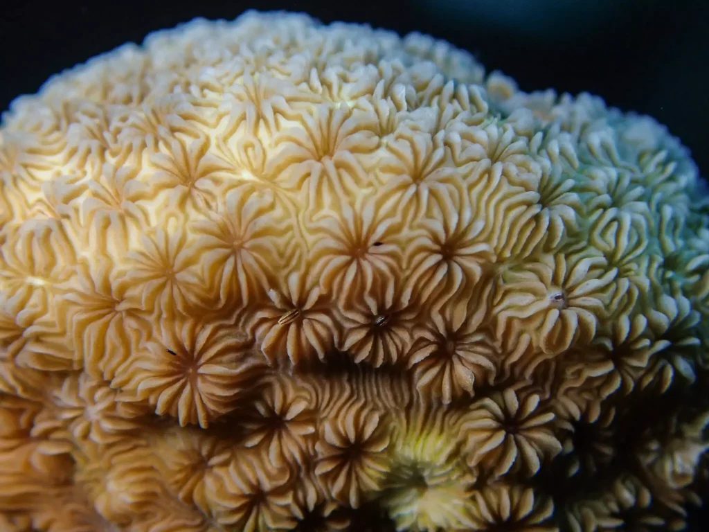 Coral Macro Shaha 15 2048x1536 1