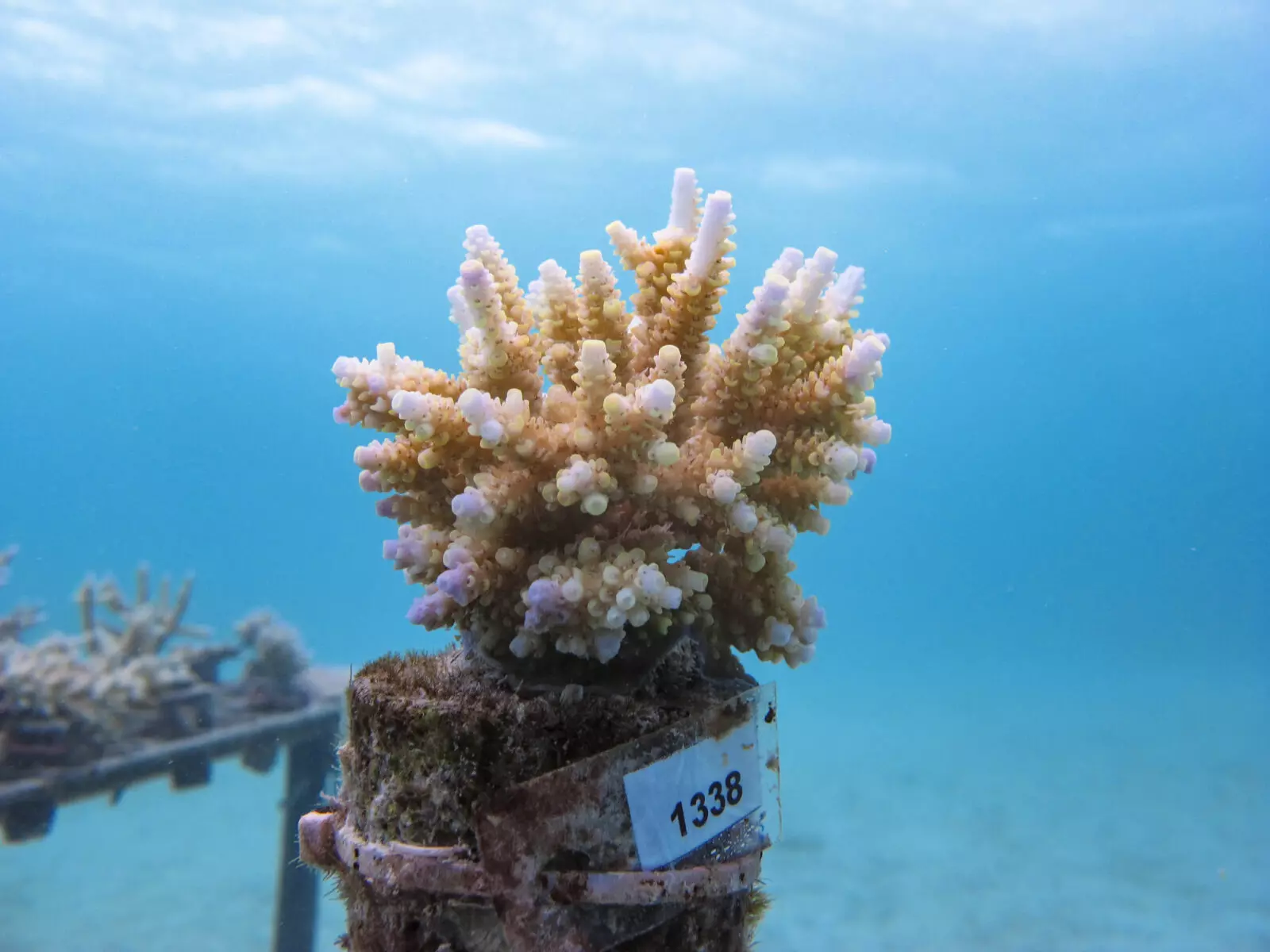 Coral Restoration Is It Worth It Maldives Resilient Reefs